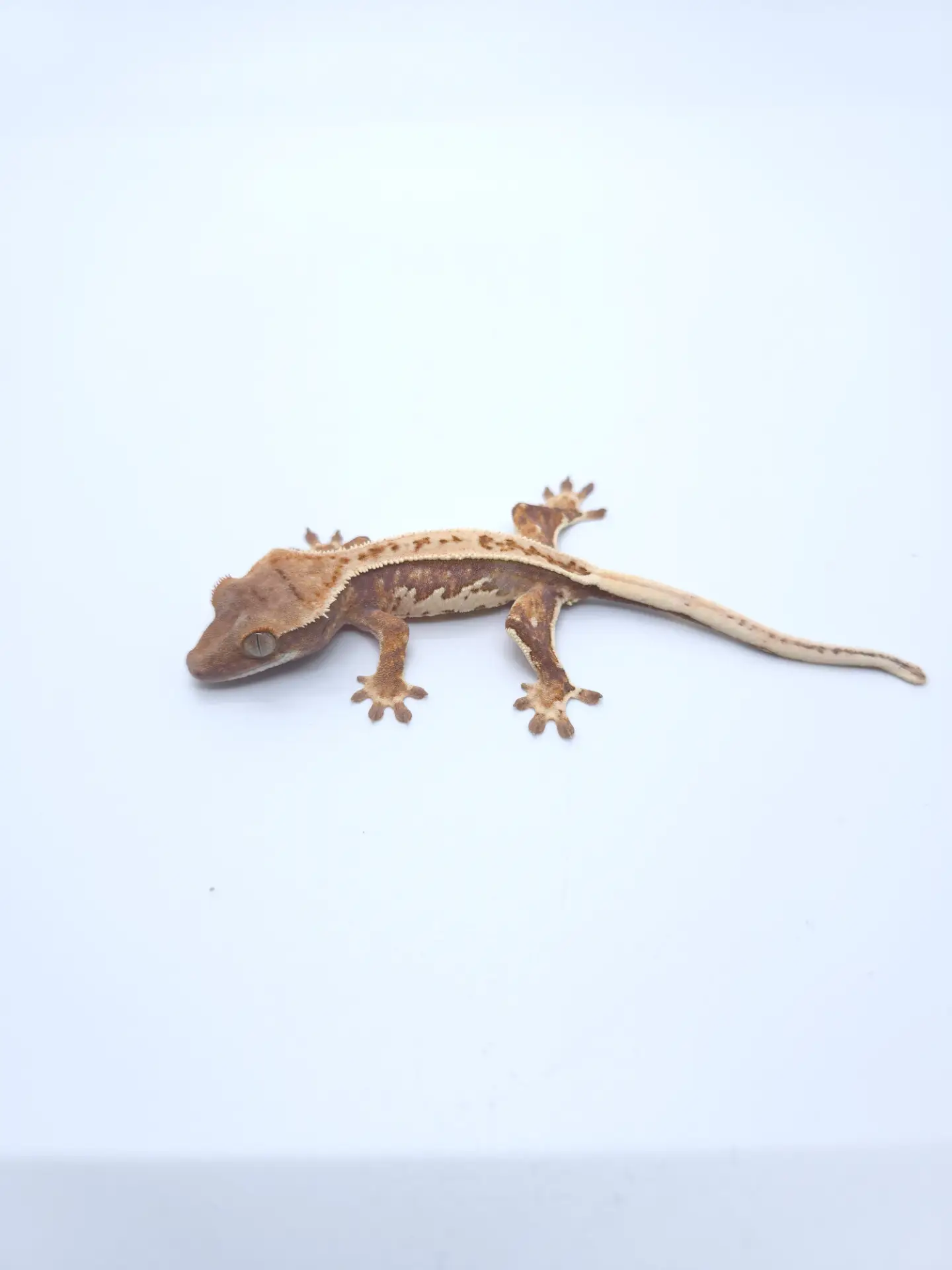 커버 이미지 4